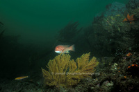 : Semicossyphus pulcher; California Sheephead Wrasse;