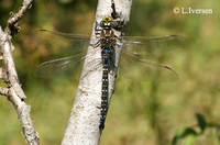 : Aeshna juncea; Common Hawker