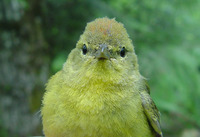 : Vermivora celata; Orange-crowned Warbler