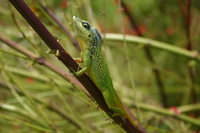 : Anolis singularis; Hispaniolan Twig Anole