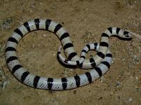 : Chionactis occipitalis annulata; Colorado Desert Shovel-nosed Snake