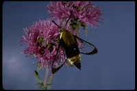 : Hemaris diffinis