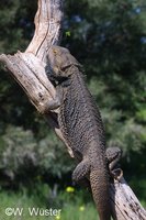 : Pogona vitticeps; Beaarded Dragon