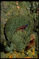 : Hinnites giganteus; Rock Scallop