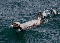 Japanese Murrelet