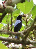 Asian Fairy-bluebird(Irena puella)