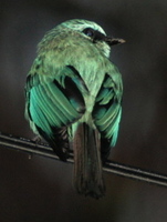 Verditer Flycatcher by Adrian O'Neill