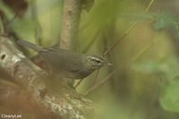 褐色柳鶯 Phylloscopus fuscatus Dusky Warbler