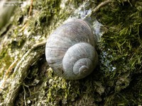 Vinbjergsnegl (Helix pomatia) Foto/billede af