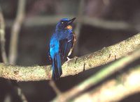 Hill Blue Flycatcher » Cyornis banyumas