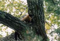 Харза - Martes flavigula (Boddaert, 1785) - Indian Yellow-throated Marten.