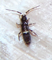 Orchesella cincta