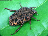 Gymnetis chalcipes