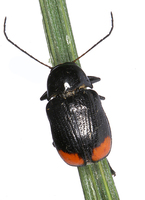Cryptocephalus biguttatus
