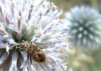 Spilostethus saxatilis