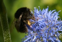 Bombus humilis