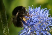 Bombus humilis