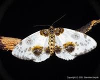 Calospilos sylvata - Clouded Magpie