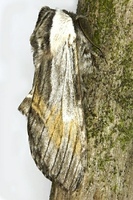 Harpyia milhauseri - Tawny Prominent