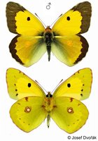 Colias croceus - Clouded Yellow