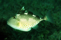 ...ut pinggangan, Stjerneaftrækkerfisk, Pakol, Trigger fish, Triggerfish, Star puffer, Starry trigg