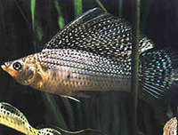 Poecilia velifera, Sail-fin molly: aquarium