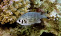 Chromis weberi, Weber's chromis: