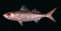 Erythrocles schlegelii, Japanese rubyfish: fisheries