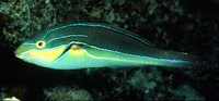 Stethojulis albovittata, Bluelined wrasse: aquarium