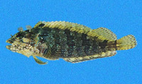 Labrisomus xanti, Largemouth blenny: