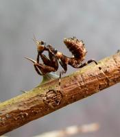 Blepharopsis mendica - Devil's Flower Mantis