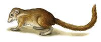 Image of: Anathana ellioti (Madras tree shrew)