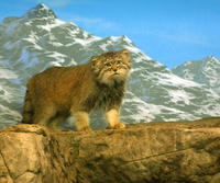 Image of: Felis manul (Pallas' cat)