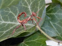 Extatosoma tiaratum