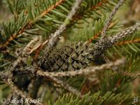 Sacchiphantes viridis