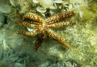 Coscinasterias tenuispina