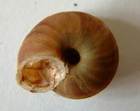 Helicigona lapicida