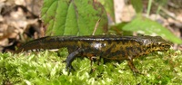 Triturus montandoni - Carpathian Newt