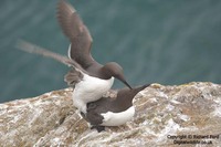 Uria aalge - Guillemot