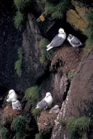 Rissa tridactyla - Black-legged Kittiwake