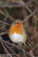 Erithacus rubecula - European Robin