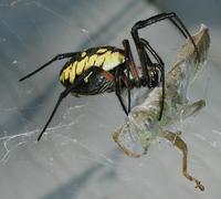 Image of: Argiope aurantia (black-and-yellow argiope), Melanoplus femurrubrum (redlegged grassho...