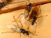 Image of: Camponotus