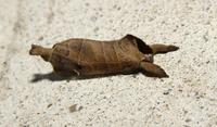 Image of: Clostera albostigma