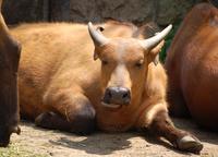 Syncerus caffer nanus - Forest Buffalo