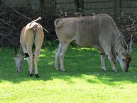 Taurotragus oryx - Common Eland