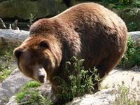 Ursus arctos horribilis - Grizzly Bear