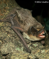 Vespertilio murinus - Parti-coloured Bat
