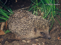 Erinaceus europaeus - Western European Hedgehog