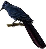 Image of: Coua caerulea (blue coua)